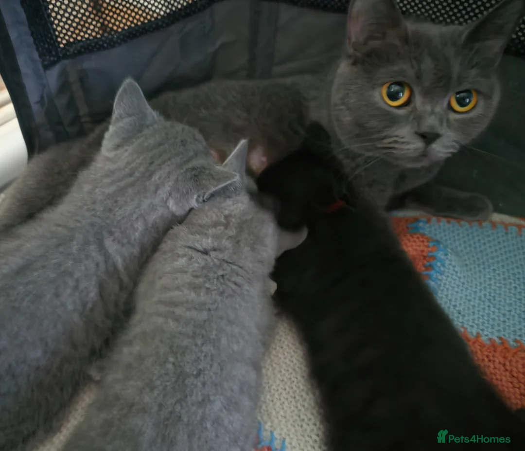 British Shorthair cats for sale: British Shorthair - Advert 1