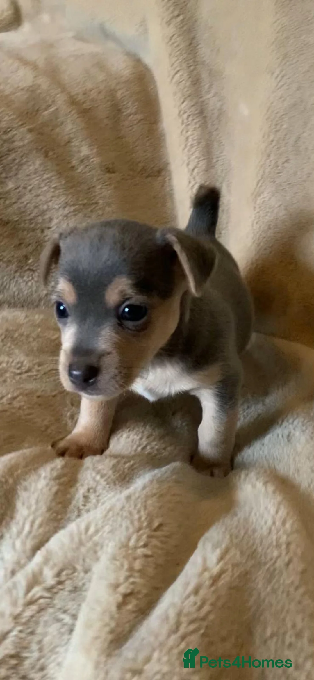 Jack Russell dogs for sale: Exceptional unusual coloured mini JR puppies - Advert 5