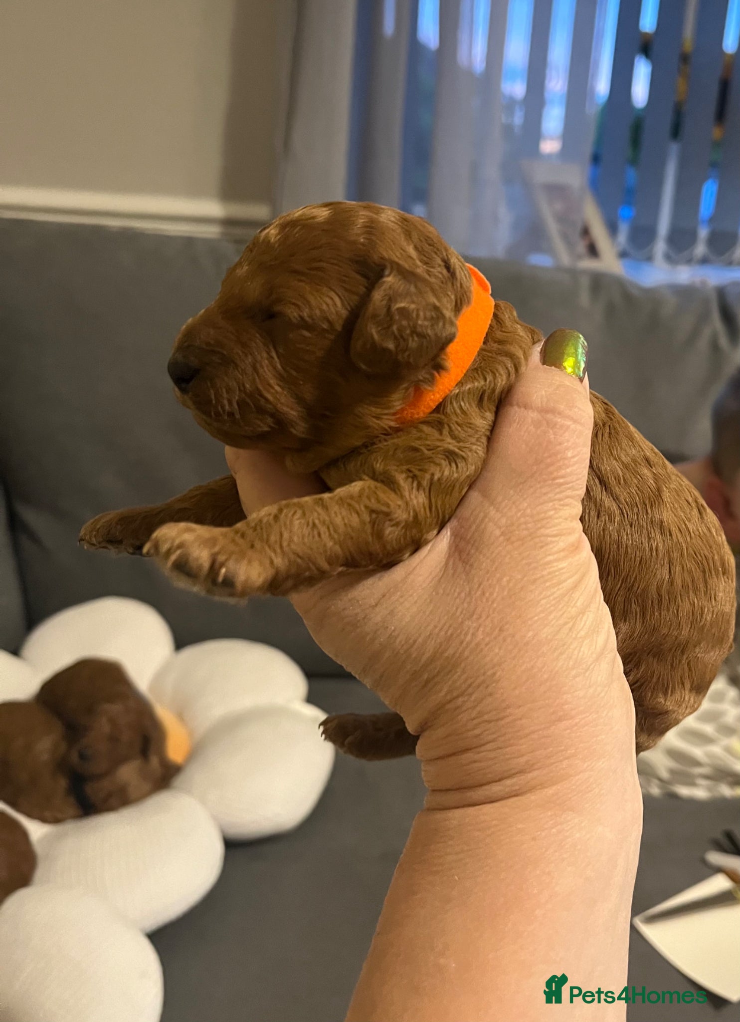 Cavapoo dogs Cavapoo puppies F1B - Advert 1