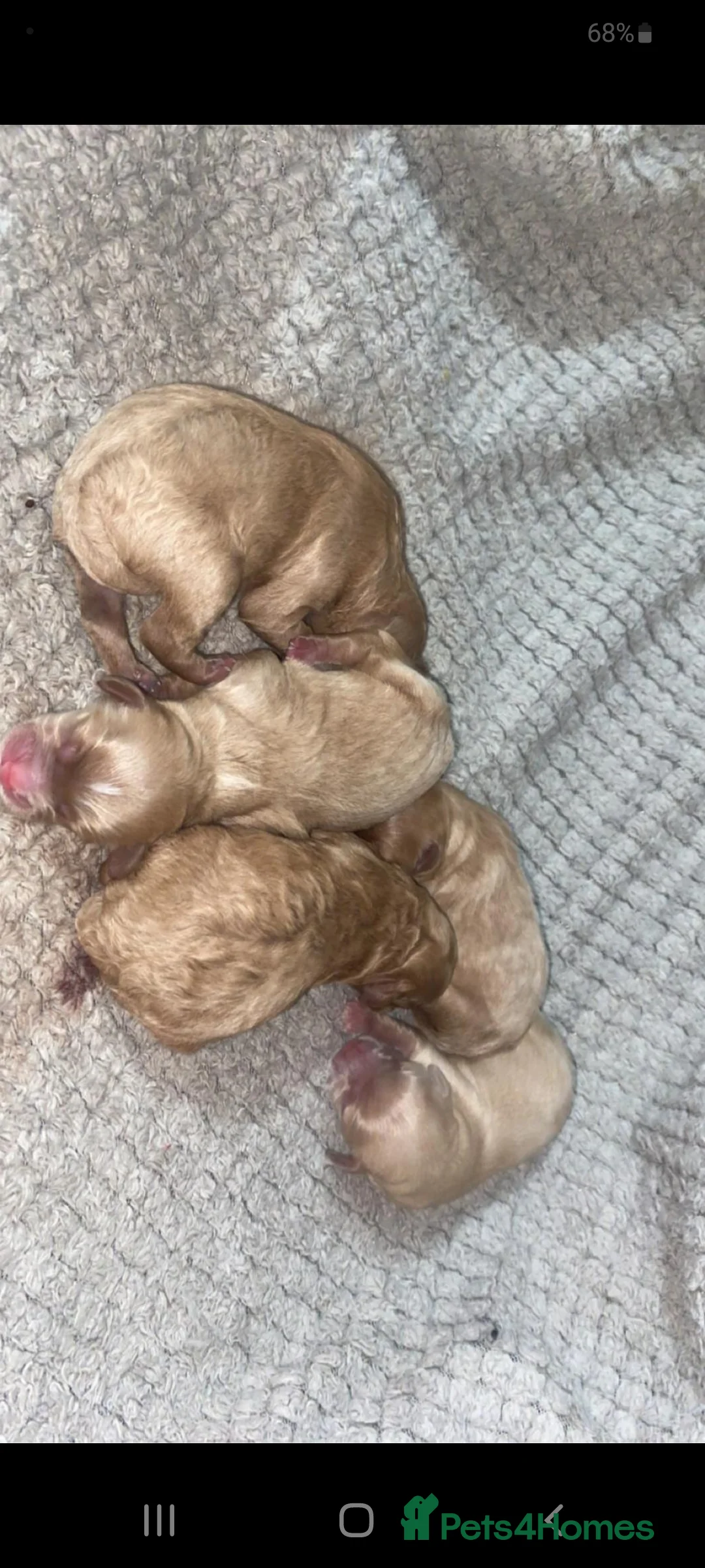 Cavapoo dogs for stud: Experienced, proven and health tested cavapoo stud in London - Advert 8