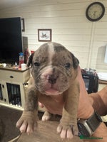 Olde English Bulldogge dogs Olde English Bulldogges puppies - Advert 5