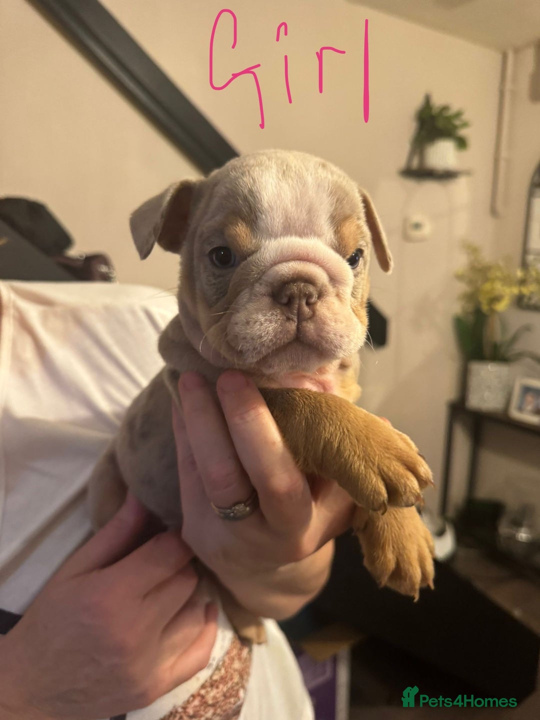 English Bulldog dogs for sale:  🔥TOP BLOOD LINES 🔥 ENGLISH BULLDOGS  - Advert 6