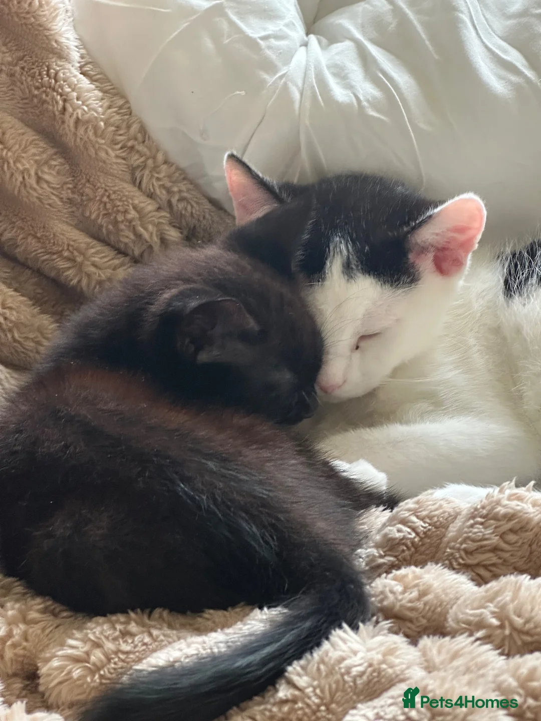 Mixed Breed cats for sale: 🩵 Yuki , a Lovely cat 🤍 - Advert 7