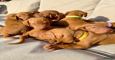 Hungarian Vizsla dogs - Advert 3