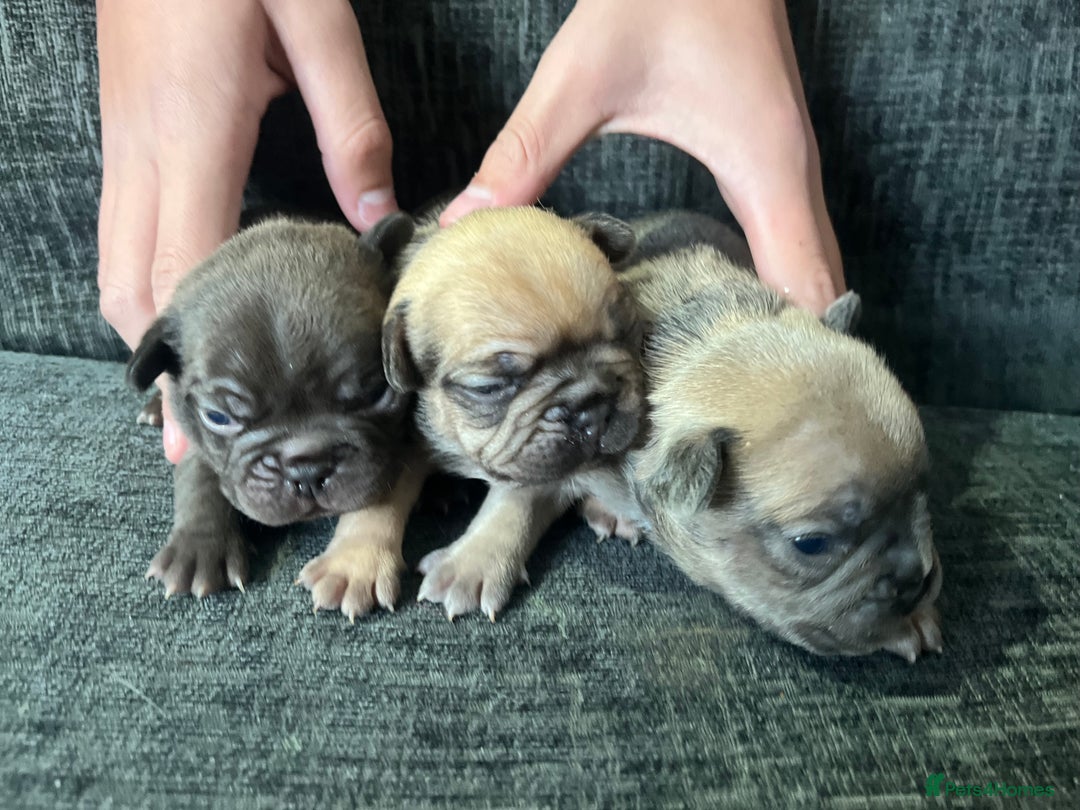 French Bulldog dogs for sale: Beautiful frenchies for sale  - Image 3