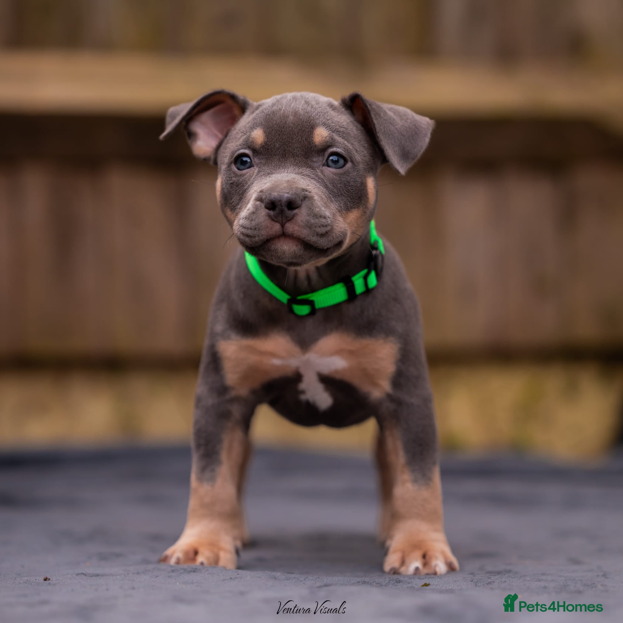 American Bully dogs for sale: American Bully Puppies - Advert 22