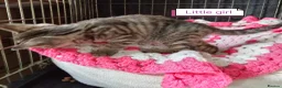 Mixed Breed cats for sale: Kittens adorable  - Advert 6