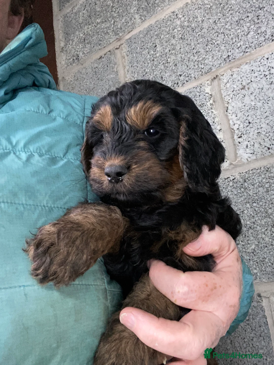Cockapoo dogs for sale: Cockapoo pups for sale - Advert 2