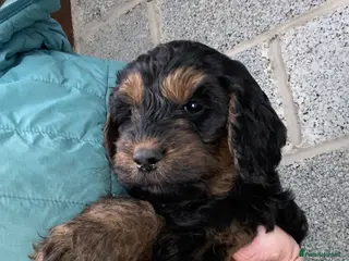 Cockapoo dogs Cockapoo pups for sale - Advert 12