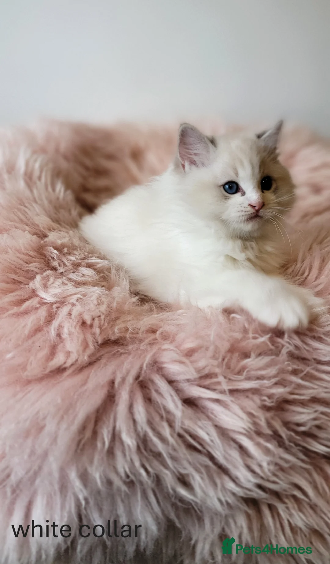 Ragdoll cats for sale: 😸Fully GCCF Certified Pedigree Ragdoll kittens💕 - Advert 24