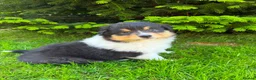 Mixed Breed dogs for sale: Stunning Australian Shepherd x Rough collie pups in Biggar - Advert 11
