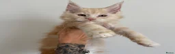 Maine Coon cats for sale: Champion line kittens 🥰 - Advert 39