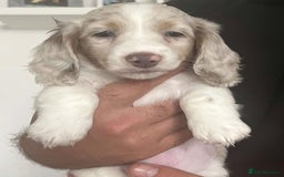 Miniature Dachshund dogs for sale: Stunning Long-Haired Miniature Dachshund Puppies!  - Image 3