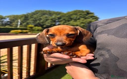 Dachshund dogs for sale: 1 gorgeous boy Available Ready to leave 🐶🏡 in Cullompton - Image 7
