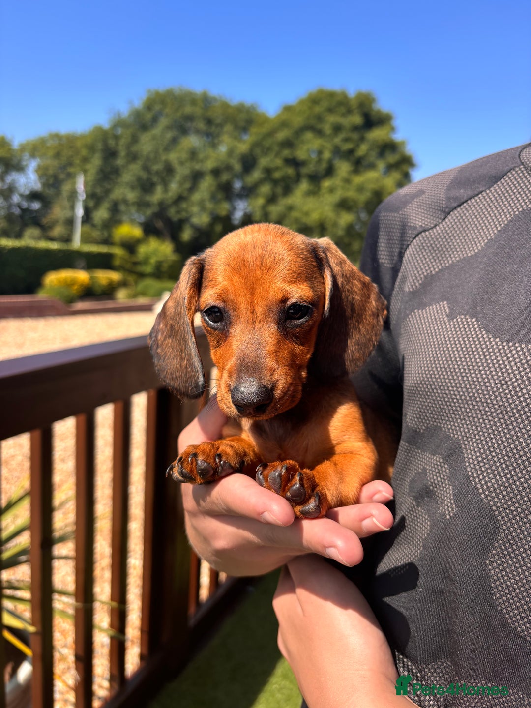 Dachshund dogs for sale: 1 gorgeous boy Available Ready to leave 🐶🏡 in Cullompton - Image 7