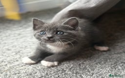 Domestic Shorthair cats for sale: 7 weeks old  - Image 8