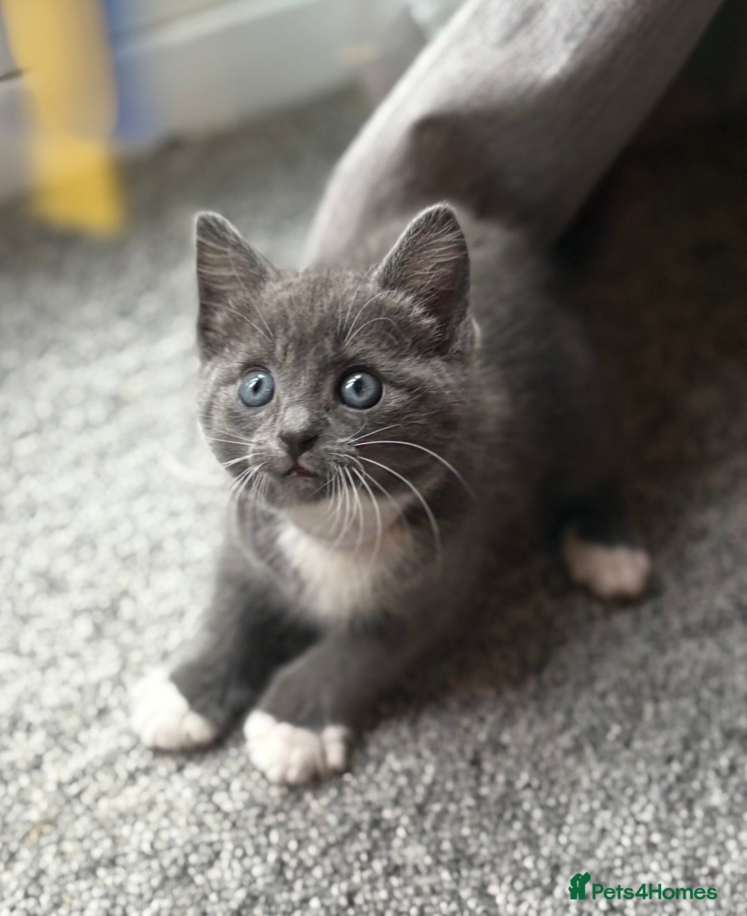 Domestic Shorthair cats for sale: 7 weeks old  - Image 8