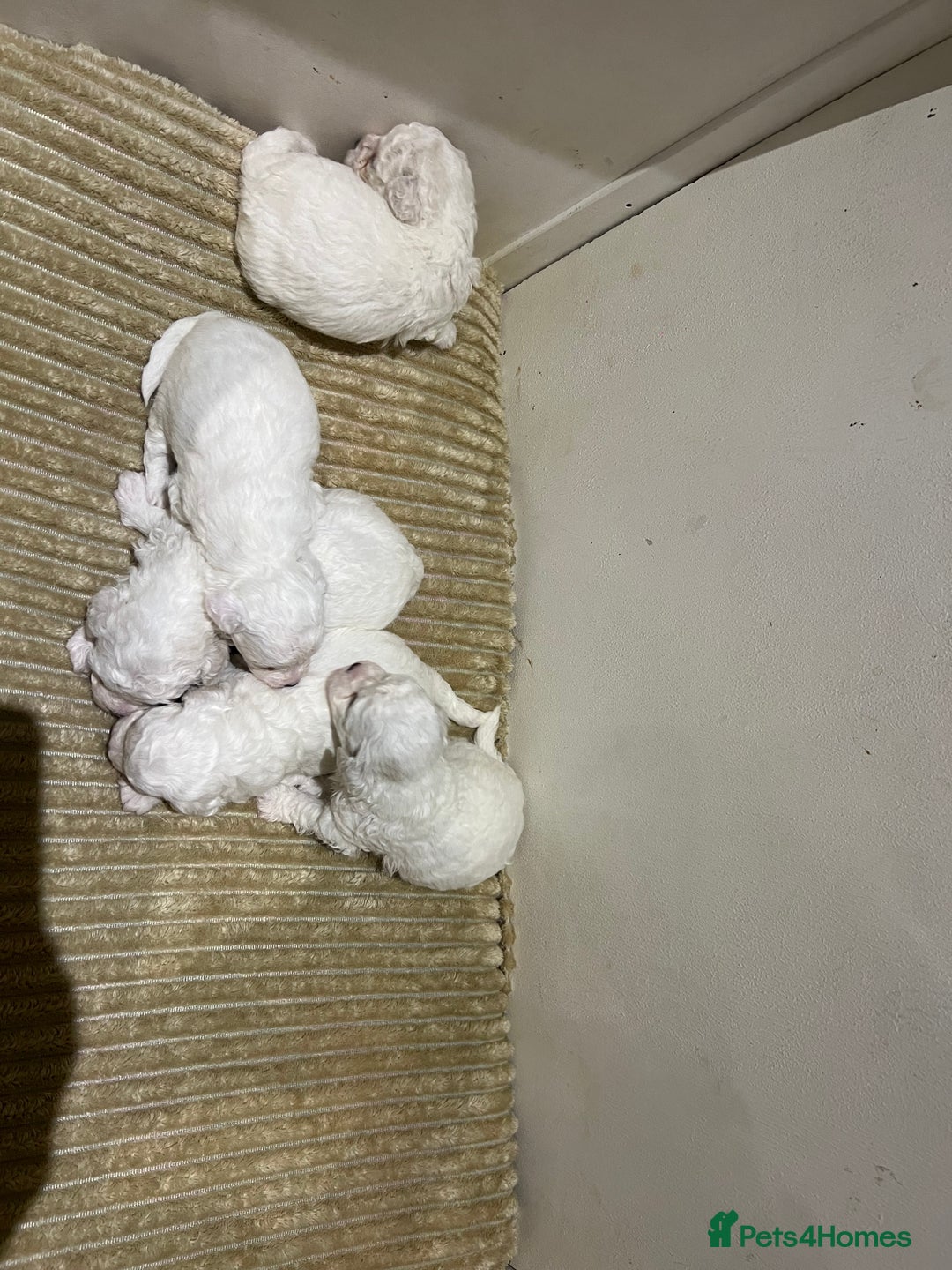 Bichon Frise dogs for sale: Pure Bichon Frise - Image 17