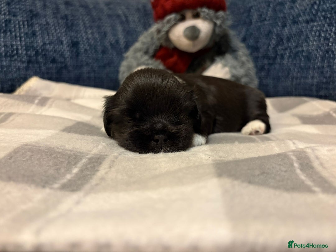 Lhasa Apso dogs for sale: Lhasa Apso Male Puppies for Sale  - Advert 12