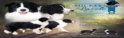 Border Collie dogs for sale: 2 last champion line puppies available  - Advert 8