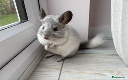 Chinchilla rodents for sale: Trio of Young Males - Image 14