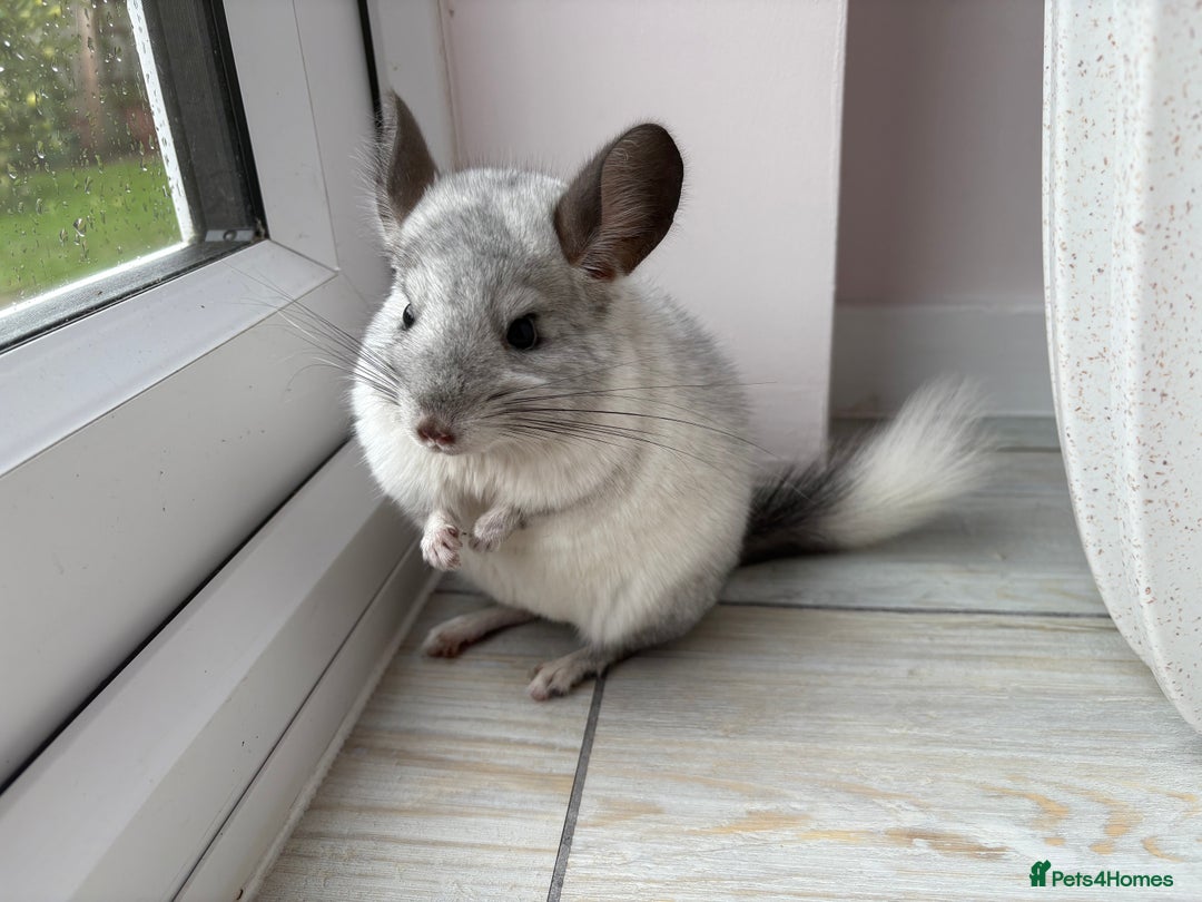 Chinchilla rodents for sale: Trio of Young Males - Image 14