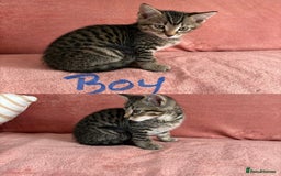 Domestic Shorthair cats for sale: 2 male 1 female Tabby domestic cats - Image 3