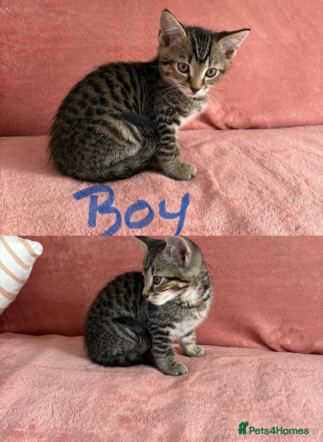 Domestic Shorthair cats for sale: 2 male 1 female Tabby domestic cats - Image 3