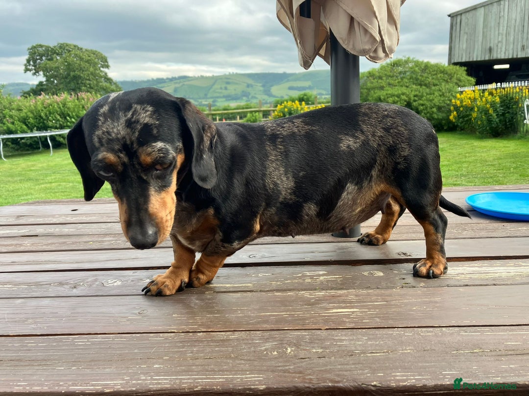 Miniature Dachshund dogs for sale: 2 Minature Dachshund dog pups - Image 5