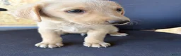 Labrador Retriever dogs for sale: Labrador puppies ready to go in a week - Advert 7
