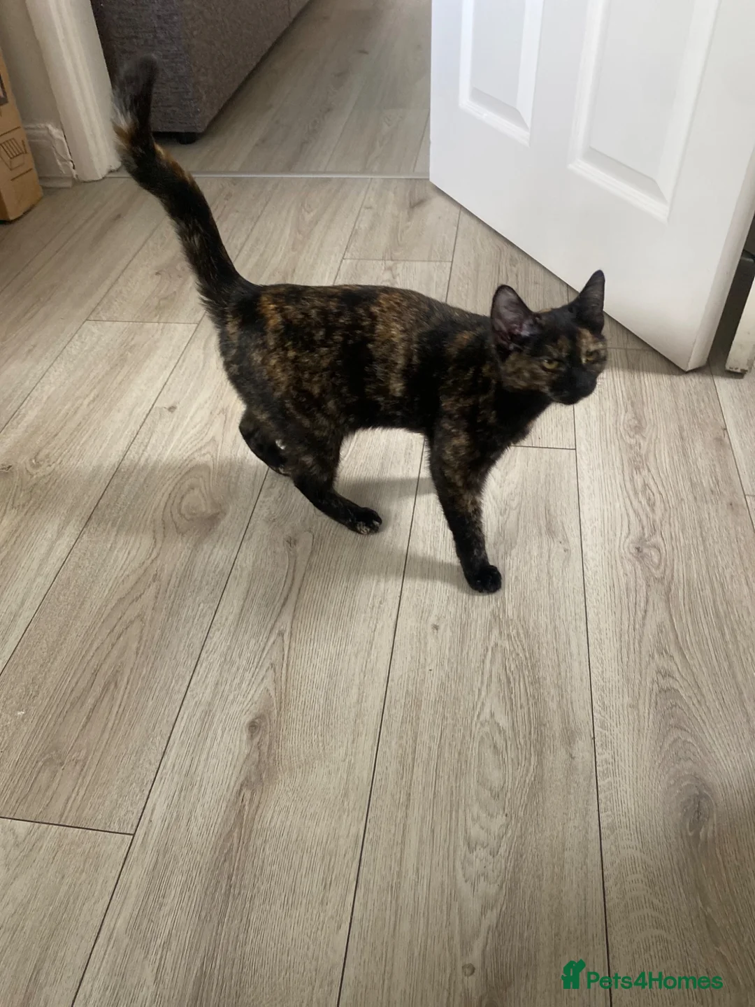 British Shorthair cats for sale: Lovely Tori Female Kitten  in Bradford - Advert 3