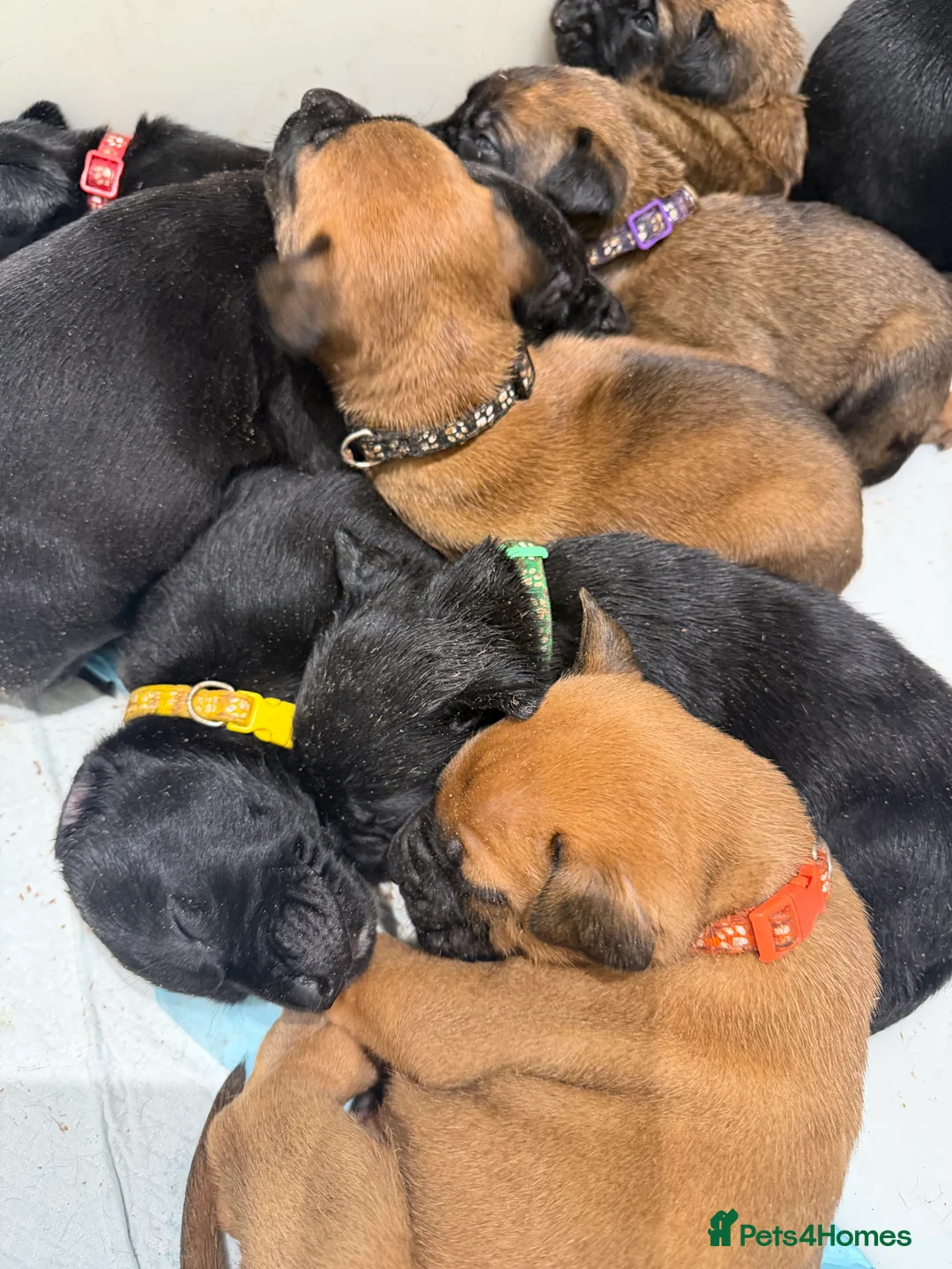 Mixed Breed dogs for sale: WORKING LINE BULLHERDER DOGS FOR SALE  in Preston - Advert 3