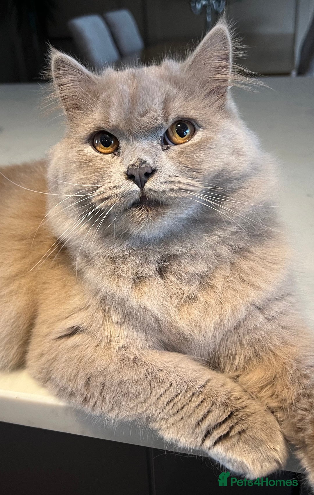 Scottish Fold cats for sale: Bear - 7 Months old Scottish straight  - Advert 2