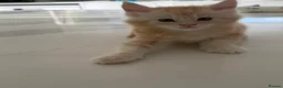 Maine Coon cats for sale: Maine Coon Kittens for sale (Surrey location) - Advert 4