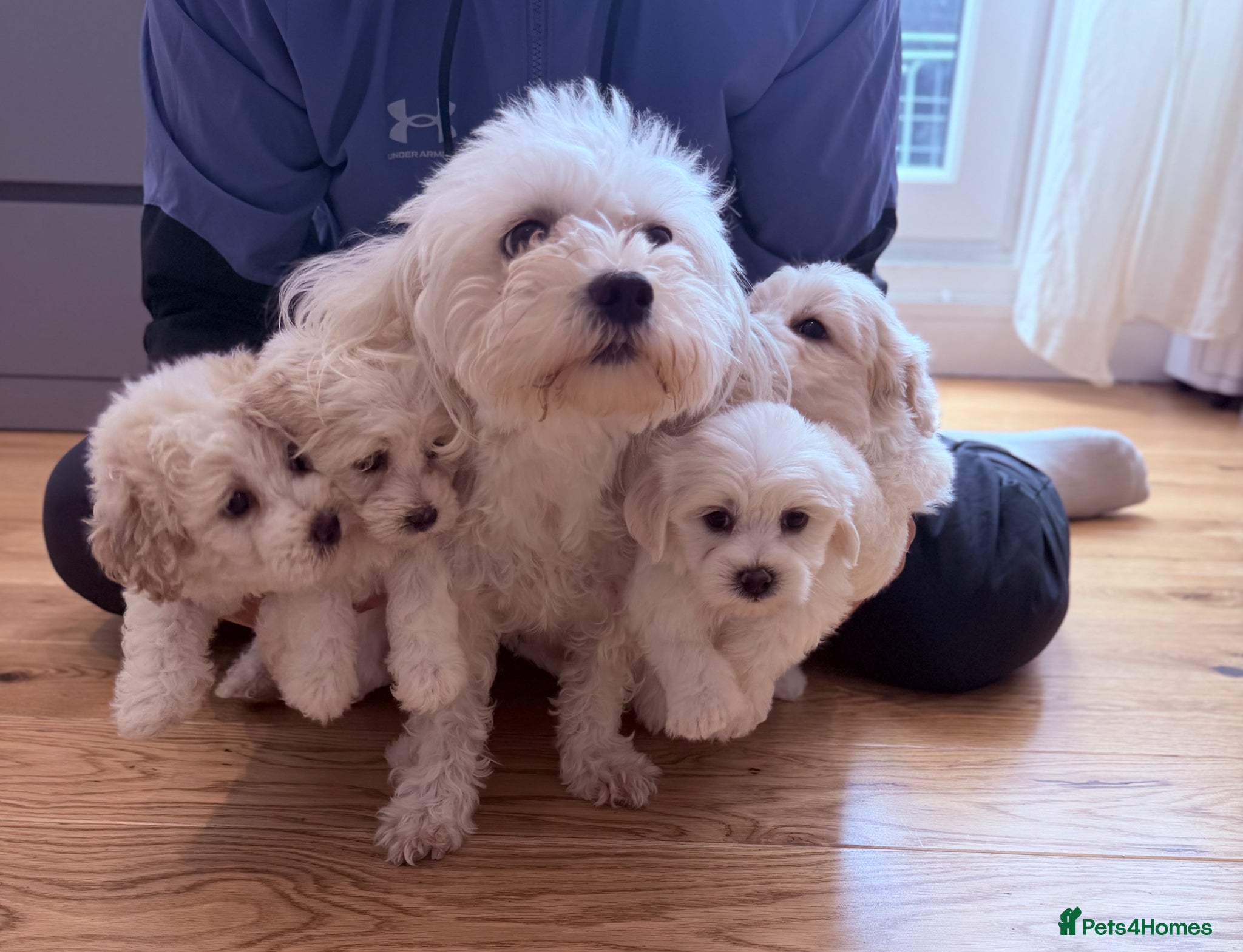 Bichon Frise dogs for sale: Bichon Maltese  - Advert 1