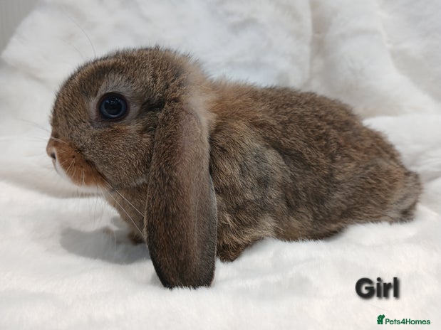 Mini Lop rabbits Adorable Baby Minilops Mixed. Free local delivery. - Advert 6