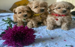 Maltipoo dogs for sale: Perfect small Maltipoo’s  puppy’s ❤️ - Image 1