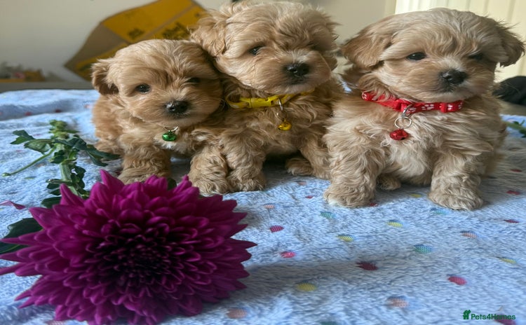 Maltipoo dogs - Advert 4
