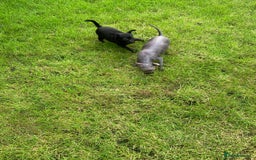 Mexican Hairless dogs for sale: Mexican hairless mini puppies for sale  in Wickford - Image 5