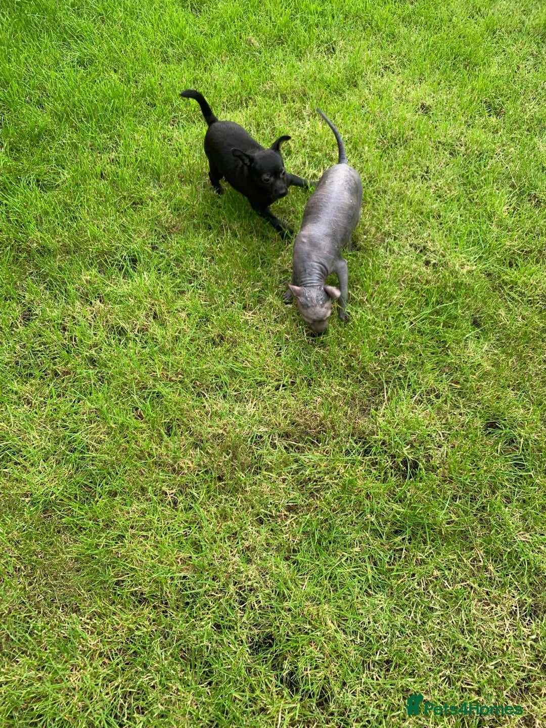 Mexican Hairless dogs for sale: Mexican hairless mini puppies for sale  in Wickford - Image 5