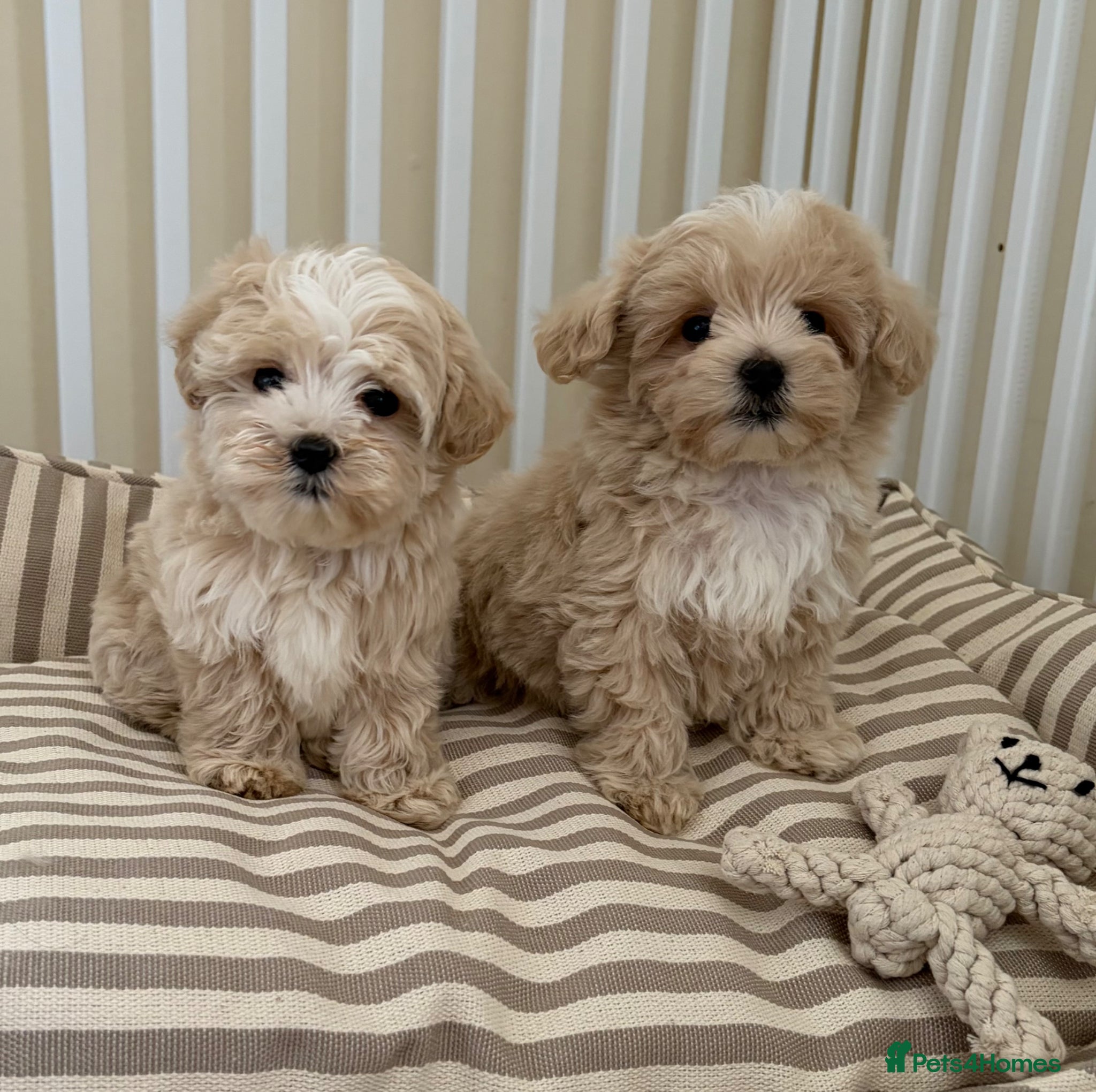 Maltipoo dogs 5🌟Korean maltipoo puppies health tested - Advert 1
