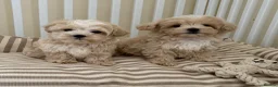 Maltipoo dogs for sale: 5🌟Korean maltipoo puppies health tested - Advert 1