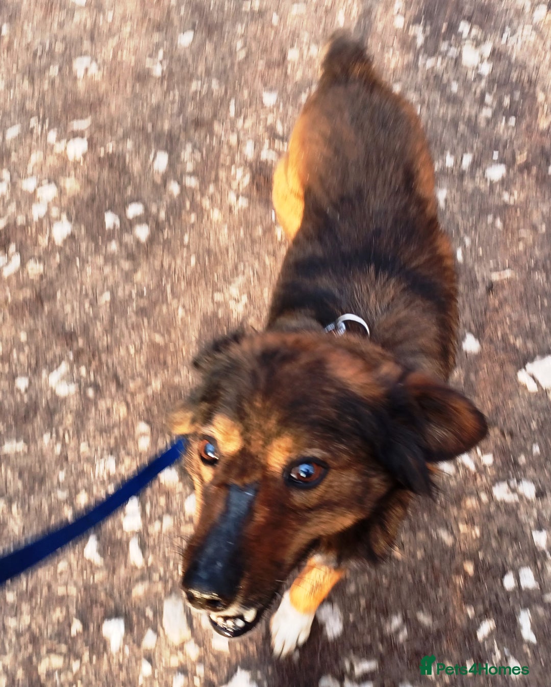 Mixed Breed dogs for adoption: Meet Charlie - a Lovely old boy, for a loving Home - Image 18