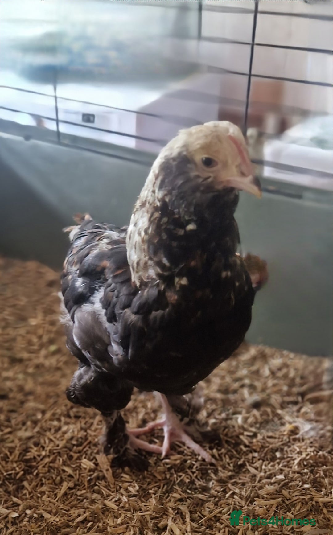 Chickens poultry for sale: Salmon Faverolle chicken - Image 3