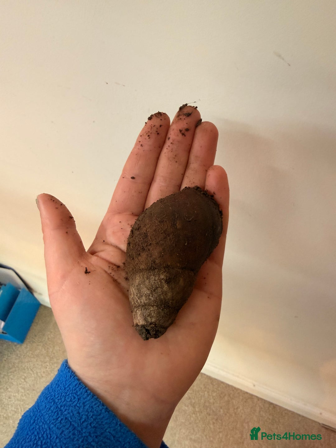 Snails invertebrates for sale: Giant African Land Snail  - Advert 8