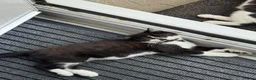 Mixed Breed cats for sale: 6 month old kittens for adoption  - Advert 8