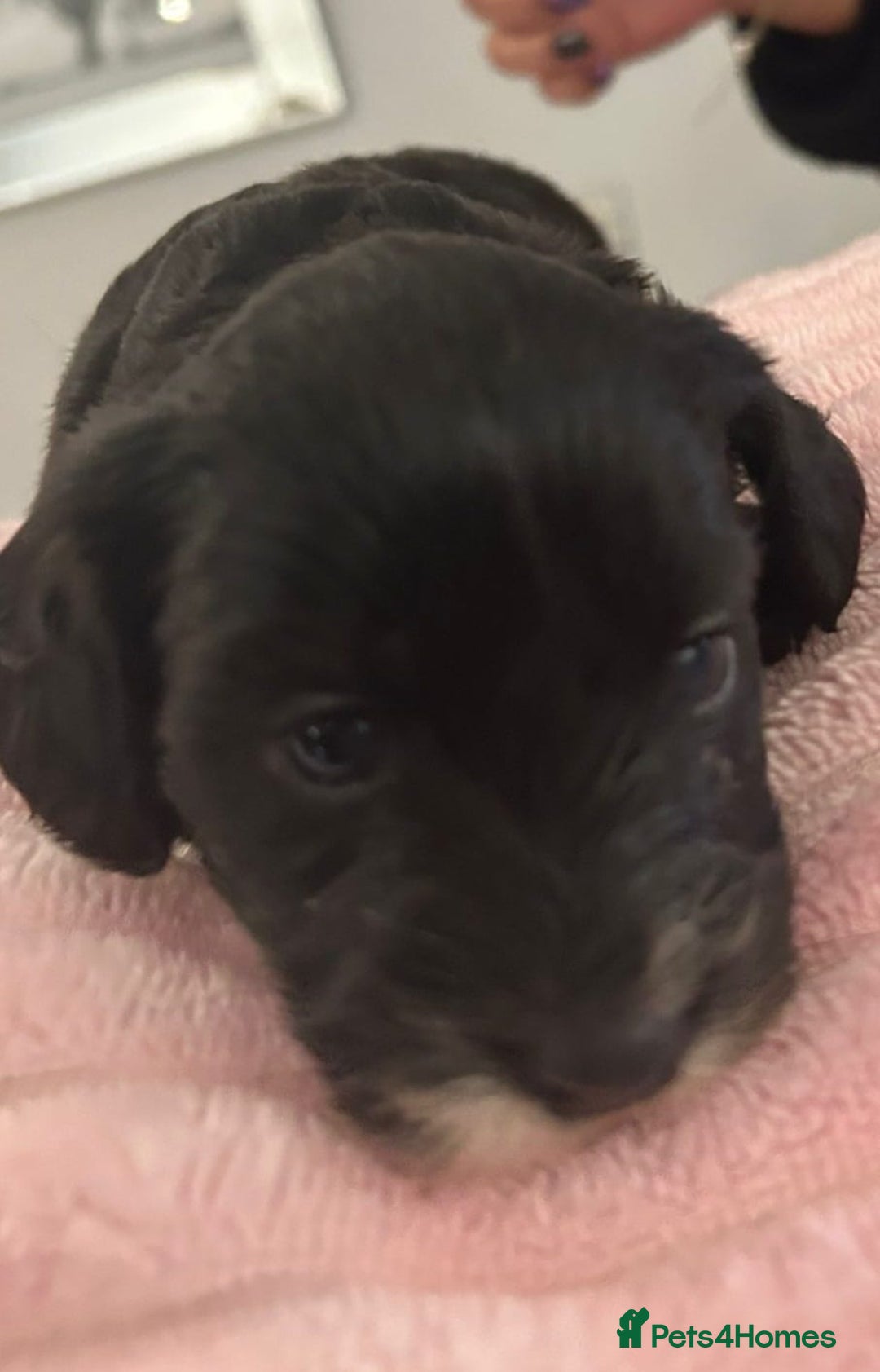 Mixed Breed dogs for sale: Doxiepoo pups - Advert 8