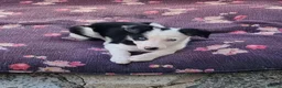 Border Collie dogs for sale: Two beautiful puppies - Advert 5