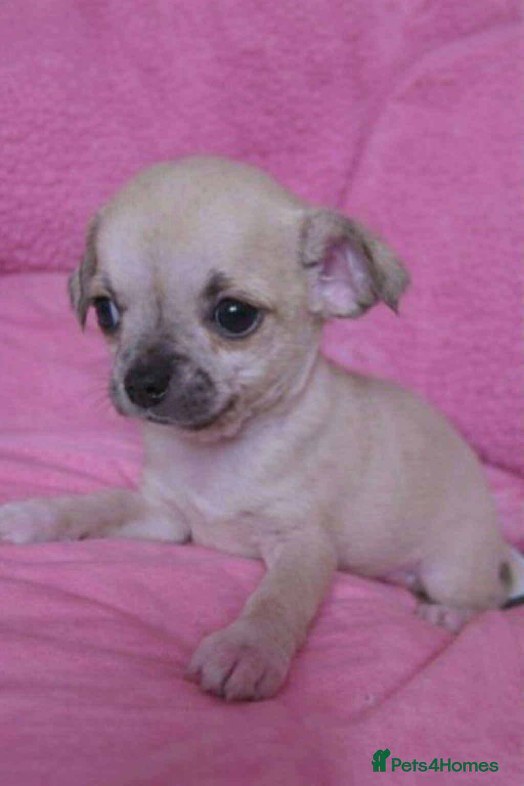 Mixed Breed dogs Chihuahua x shihzu puppy - Advert 1
