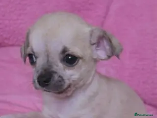 Mixed Breed dogs Chihuahua x shihzu puppy - Advert 3